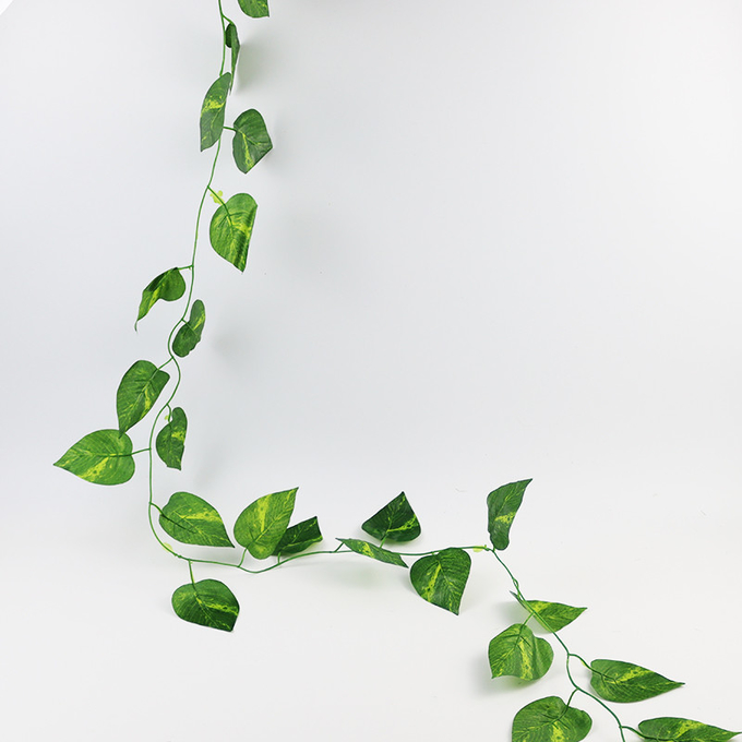 擬似キヅタの葉の植物