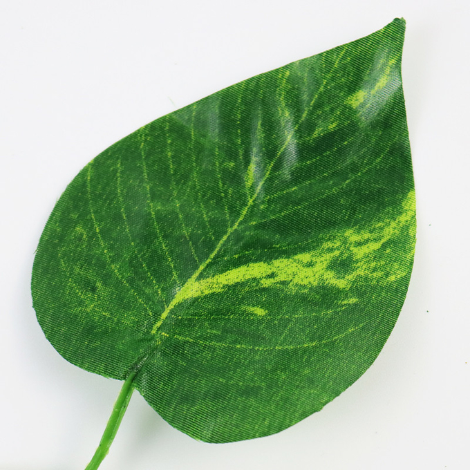 擬似キヅタの植物