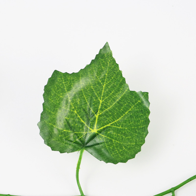 擬似キヅタの葉の植物